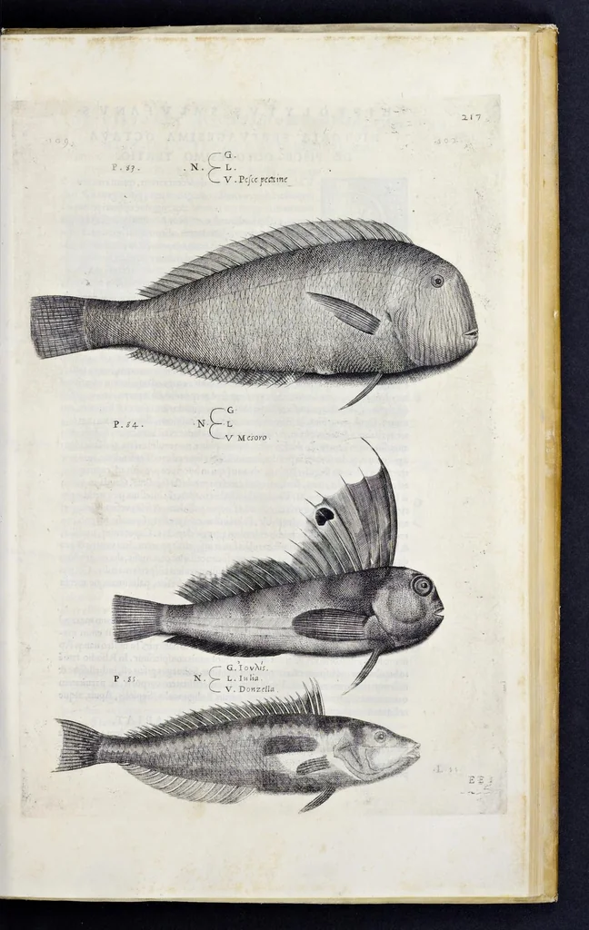 An illustration from Aqvatilium animalivm historiæ, liber primvs : cum eorvmdem formis, ære excvsis, 1554, leaf 454