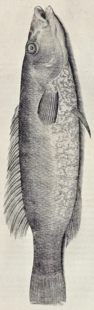 An illustration from Aqvatilium animalivm historiæ, liber primvs : cum eorvmdem formis, ære excvsis, 1554, leaf 462