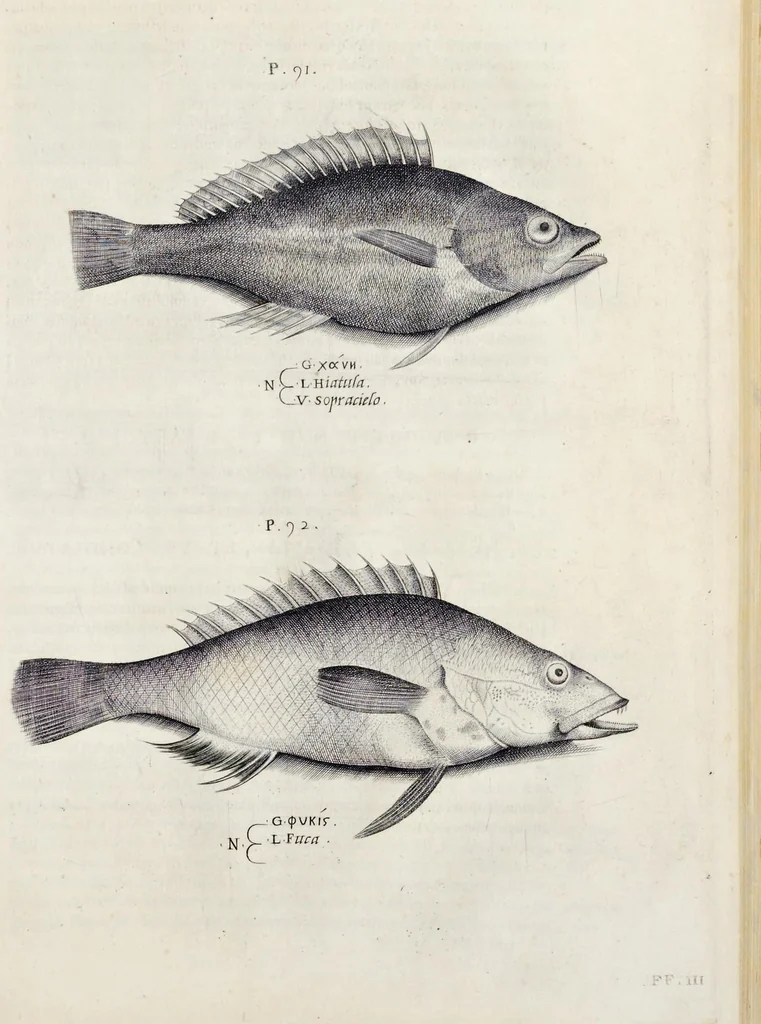 An illustration from Aqvatilium animalivm historiæ, liber primvs : cum eorvmdem formis, ære excvsis, 1554, leaf 474