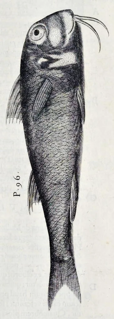 An illustration from Aqvatilium animalivm historiæ, liber primvs : cum eorvmdem formis, ære excvsis, 1554, leaf 490