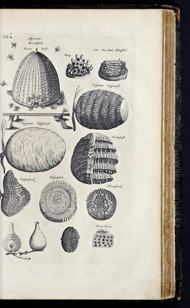 An illustration from I. Jonstons Naeukeurige beschryving van de natuur der vier-voetige dieren, vissen en bloedlooze water-dieren, vogelen, kronkel-dieren, slangen en draken, 1660, leaf 1080