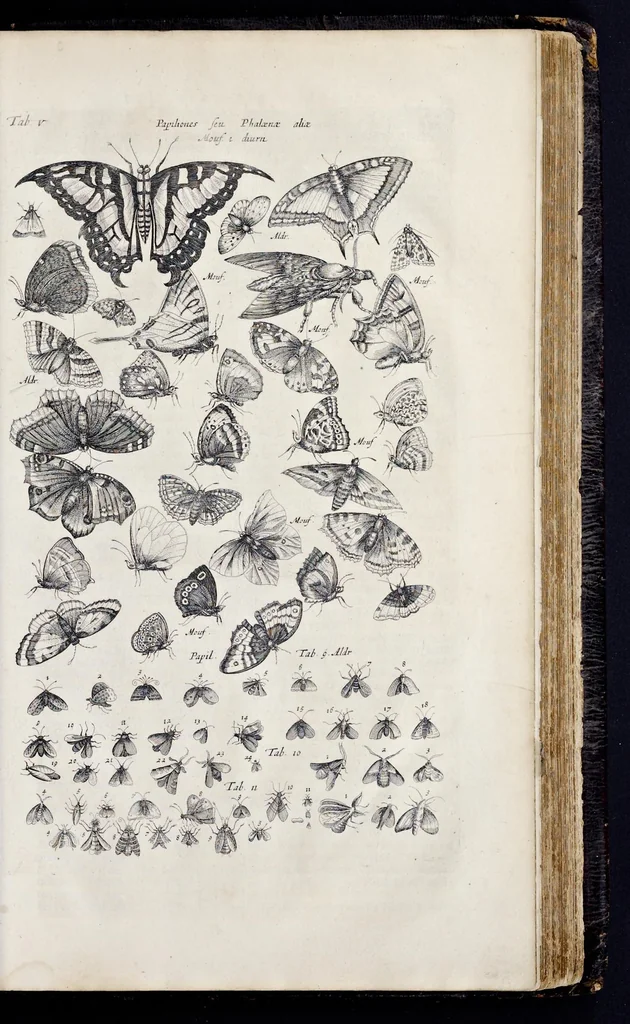 An illustration from I. Jonstons Naeukeurige beschryving van de natuur der vier-voetige dieren, vissen en bloedlooze water-dieren, vogelen, kronkel-dieren, slangen en draken, 1660, leaf 1108