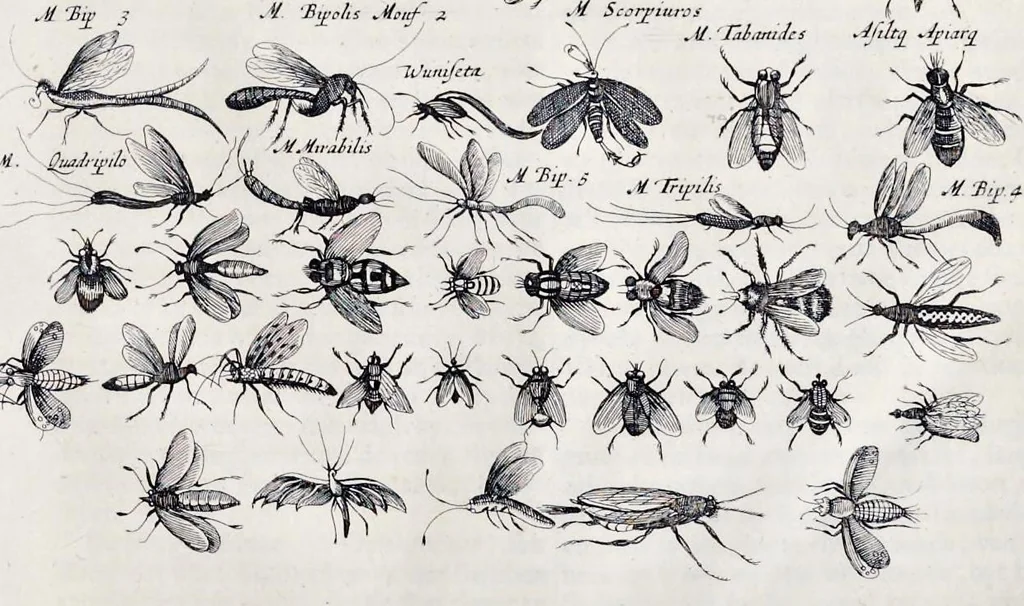 An illustration from I. Jonstons Naeukeurige beschryving van de natuur der vier-voetige dieren, vissen en bloedlooze water-dieren, vogelen, kronkel-dieren, slangen en draken, 1660, leaf 1132