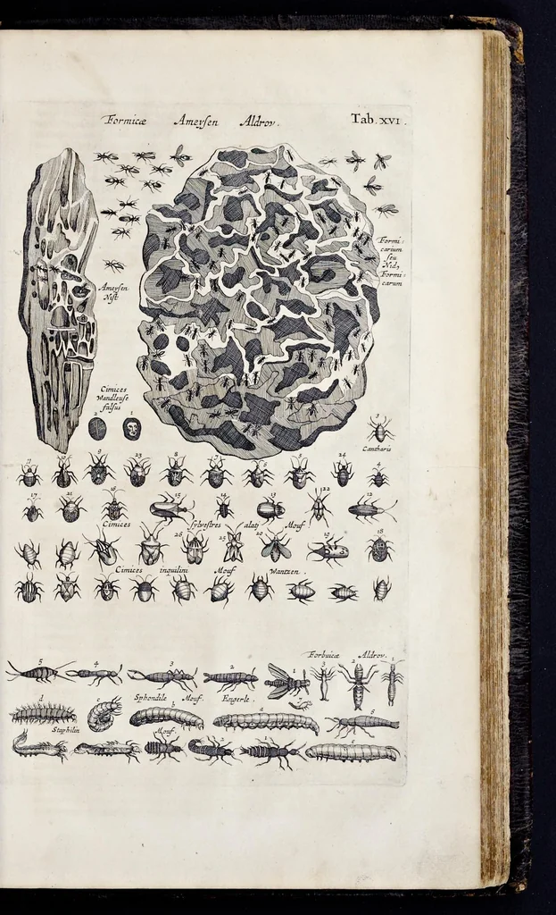 An illustration from I. Jonstons Naeukeurige beschryving van de natuur der vier-voetige dieren, vissen en bloedlooze water-dieren, vogelen, kronkel-dieren, slangen en draken, 1660, leaf 1176