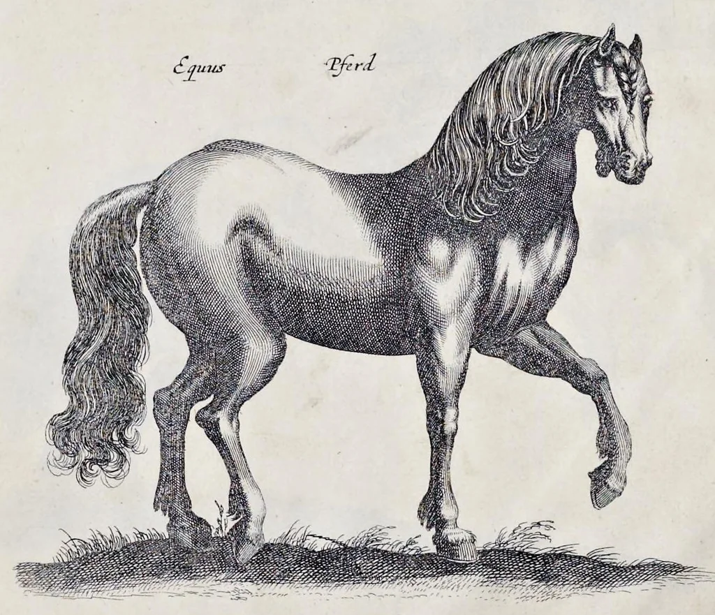An illustration from I. Jonstons Naeukeurige beschryving van de natuur der vier-voetige dieren, vissen en bloedlooze water-dieren, vogelen, kronkel-dieren, slangen en draken, 1660, leaf 12
