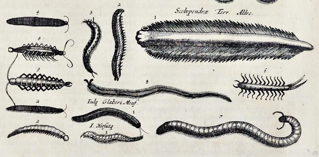 An illustration from I. Jonstons Naeukeurige beschryving van de natuur der vier-voetige dieren, vissen en bloedlooze water-dieren, vogelen, kronkel-dieren, slangen en draken, 1660, leaf 1236