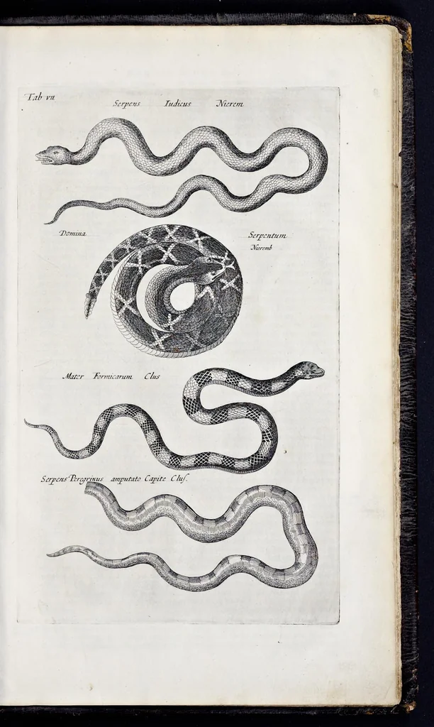 An illustration from I. Jonstons Naeukeurige beschryving van de natuur der vier-voetige dieren, vissen en bloedlooze water-dieren, vogelen, kronkel-dieren, slangen en draken, 1660, leaf 1306
