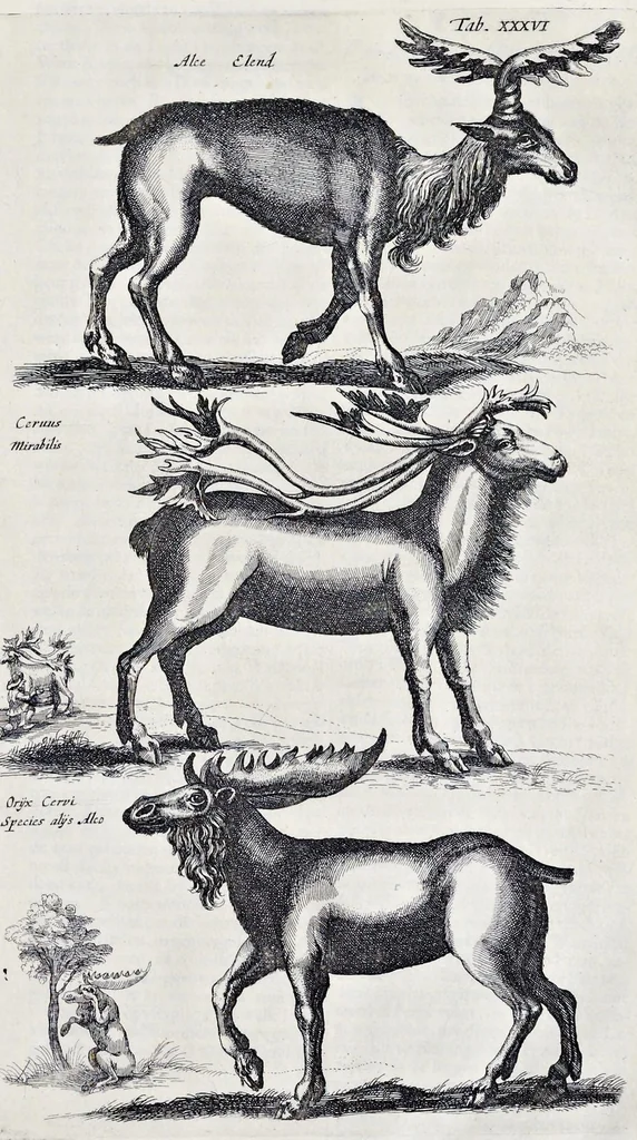 An illustration from I. Jonstons Naeukeurige beschryving van de natuur der vier-voetige dieren, vissen en bloedlooze water-dieren, vogelen, kronkel-dieren, slangen en draken, 1660, leaf 142