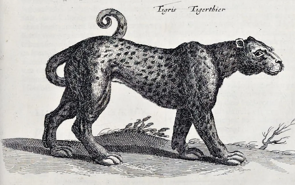 An illustration from I. Jonstons Naeukeurige beschryving van de natuur der vier-voetige dieren, vissen en bloedlooze water-dieren, vogelen, kronkel-dieren, slangen en draken, 1660, leaf 210