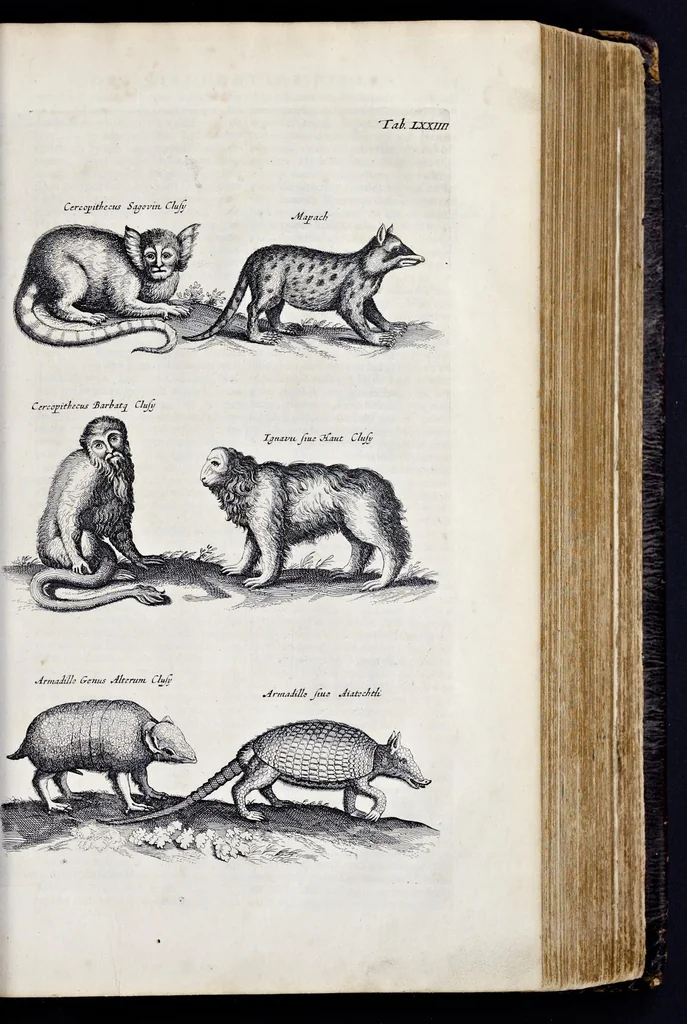 An illustration from I. Jonstons Naeukeurige beschryving van de natuur der vier-voetige dieren, vissen en bloedlooze water-dieren, vogelen, kronkel-dieren, slangen en draken, 1660, leaf 248