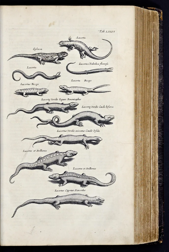 An illustration from I. Jonstons Naeukeurige beschryving van de natuur der vier-voetige dieren, vissen en bloedlooze water-dieren, vogelen, kronkel-dieren, slangen en draken, 1660, leaf 318