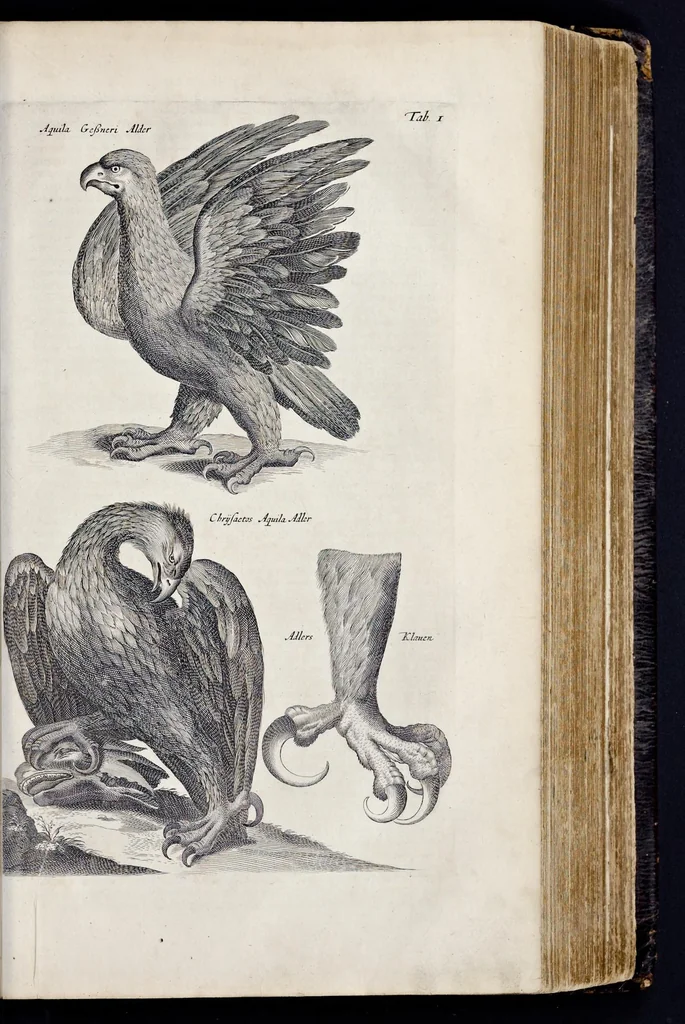 An illustration from I. Jonstons Naeukeurige beschryving van de natuur der vier-voetige dieren, vissen en bloedlooze water-dieren, vogelen, kronkel-dieren, slangen en draken, 1660, leaf 370