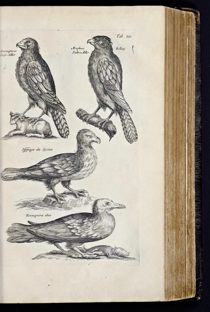 An illustration from I. Jonstons Naeukeurige beschryving van de natuur der vier-voetige dieren, vissen en bloedlooze water-dieren, vogelen, kronkel-dieren, slangen en draken, 1660, leaf 380