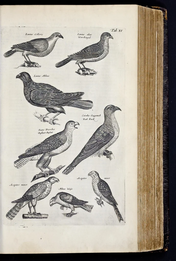 An illustration from I. Jonstons Naeukeurige beschryving van de natuur der vier-voetige dieren, vissen en bloedlooze water-dieren, vogelen, kronkel-dieren, slangen en draken, 1660, leaf 402