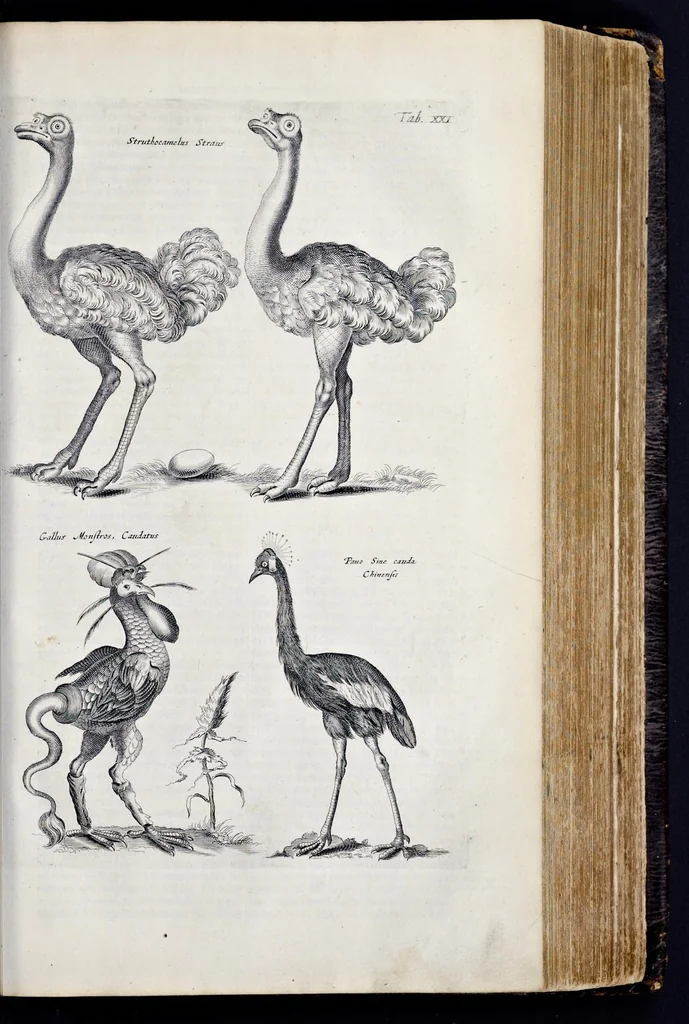 An illustration from I. Jonstons Naeukeurige beschryving van de natuur der vier-voetige dieren, vissen en bloedlooze water-dieren, vogelen, kronkel-dieren, slangen en draken, 1660, leaf 448
