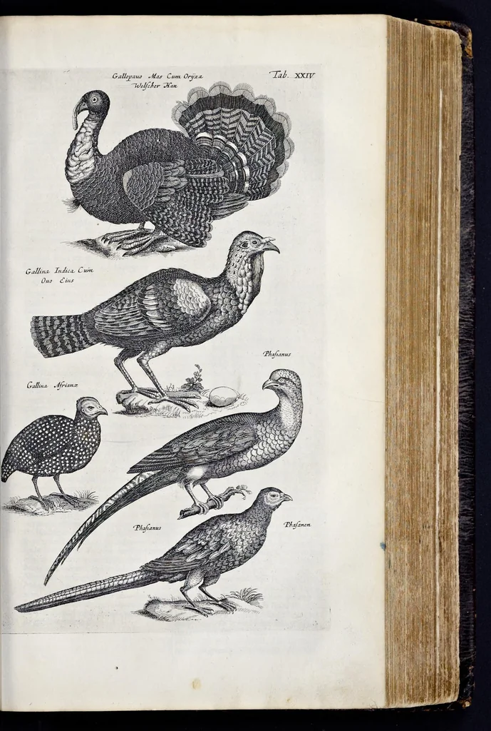 An illustration from I. Jonstons Naeukeurige beschryving van de natuur der vier-voetige dieren, vissen en bloedlooze water-dieren, vogelen, kronkel-dieren, slangen en draken, 1660, leaf 456