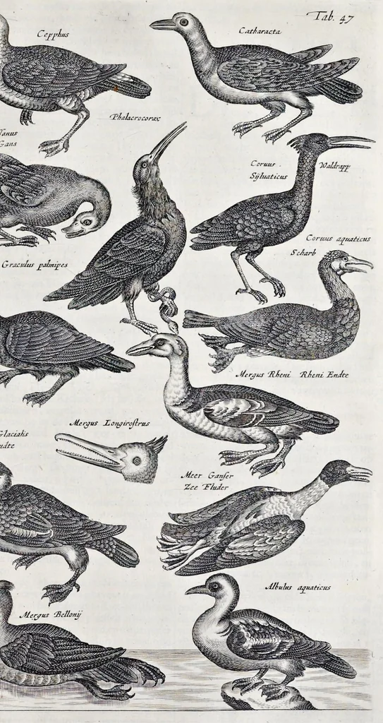 An illustration from I. Jonstons Naeukeurige beschryving van de natuur der vier-voetige dieren, vissen en bloedlooze water-dieren, vogelen, kronkel-dieren, slangen en draken, 1660, leaf 562