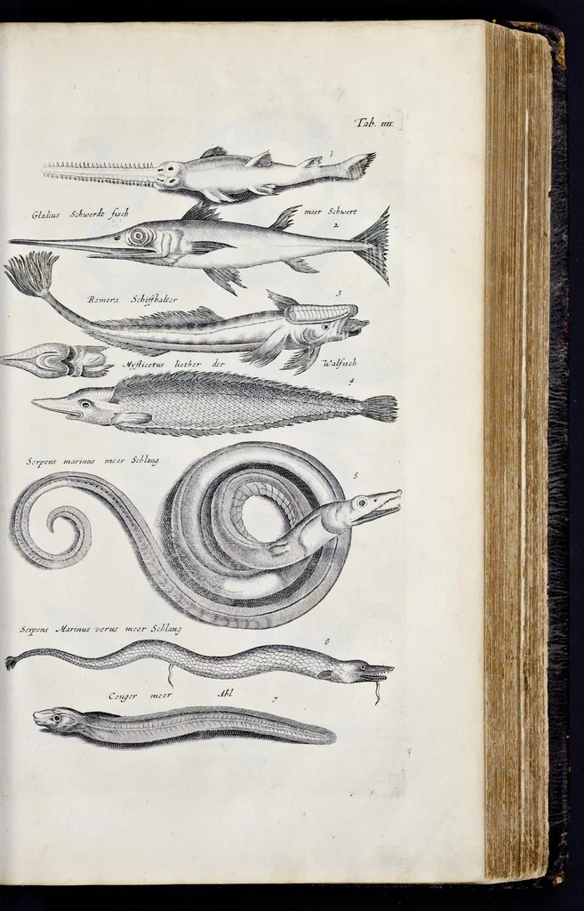 An illustration from I. Jonstons Naeukeurige beschryving van de natuur der vier-voetige dieren, vissen en bloedlooze water-dieren, vogelen, kronkel-dieren, slangen en draken, 1660, leaf 694