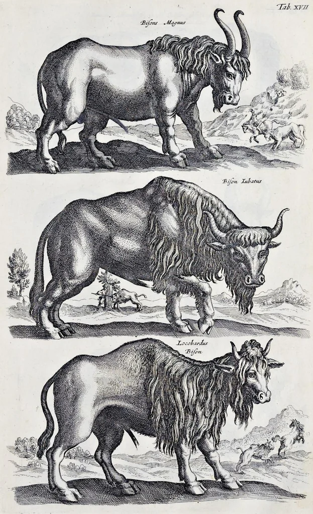 An illustration from I. Jonstons Naeukeurige beschryving van de natuur der vier-voetige dieren, vissen en bloedlooze water-dieren, vogelen, kronkel-dieren, slangen en draken, 1660, leaf 88