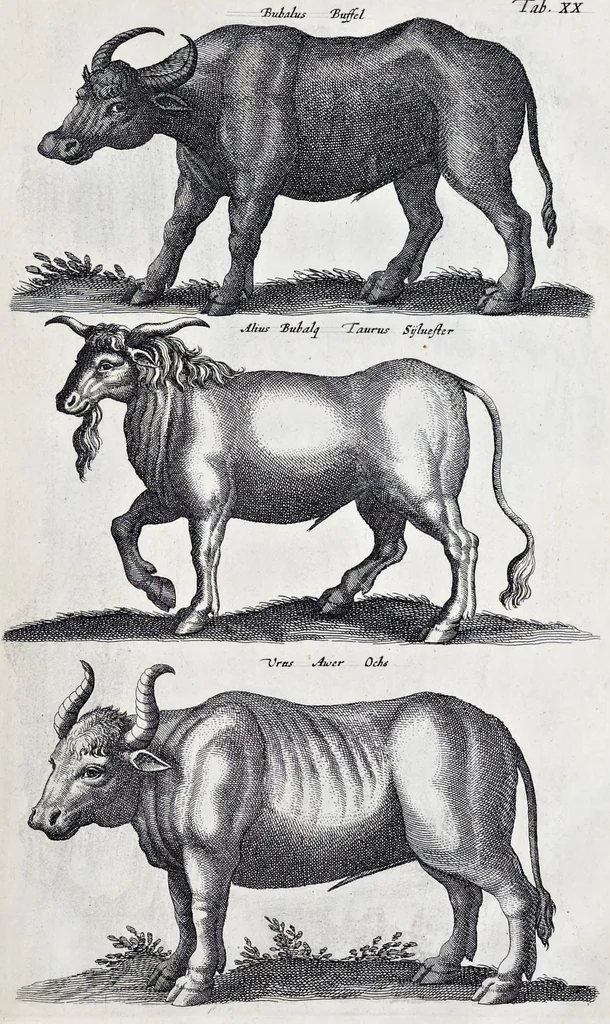 An illustration from I. Jonstons Naeukeurige beschryving van de natuur der vier-voetige dieren, vissen en bloedlooze water-dieren, vogelen, kronkel-dieren, slangen en draken, 1660, leaf 94