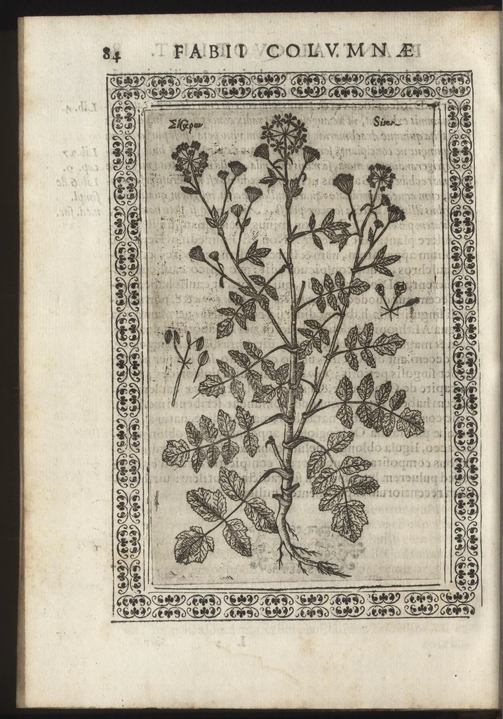 An illustration from Phytobasanos, sive plantarvm aliqvot historia : in qva describvntvr diversi generis plantæ veriores, ac magis facie, viribúsque respondentes antiquorum Theophrasti, Dioscoridis, Plinij, Galeni, aliorúmque delineationibus, ab alijs hucusque non animaduersæ, 1592, leaf 107