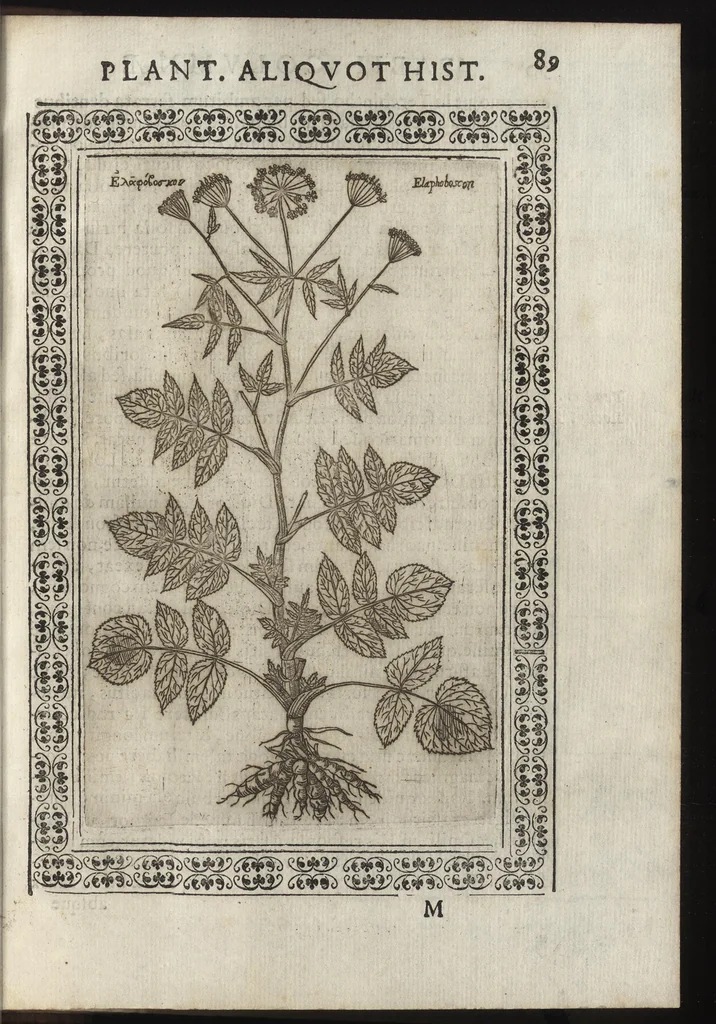 An illustration from Phytobasanos, sive plantarvm aliqvot historia : in qva describvntvr diversi generis plantæ veriores, ac magis facie, viribúsque respondentes antiquorum Theophrasti, Dioscoridis, Plinij, Galeni, aliorúmque delineationibus, ab alijs hucusque non animaduersæ, 1592, leaf 112