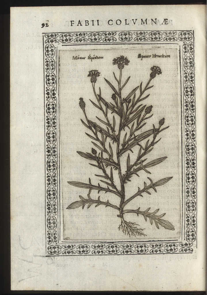 An illustration from Phytobasanos, sive plantarvm aliqvot historia : in qva describvntvr diversi generis plantæ veriores, ac magis facie, viribúsque respondentes antiquorum Theophrasti, Dioscoridis, Plinij, Galeni, aliorúmque delineationibus, ab alijs hucusque non animaduersæ, 1592, leaf 115