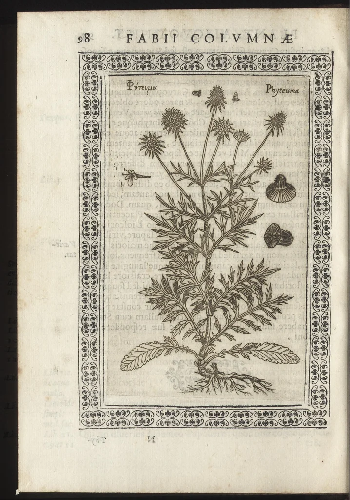An illustration from Phytobasanos, sive plantarvm aliqvot historia : in qva describvntvr diversi generis plantæ veriores, ac magis facie, viribúsque respondentes antiquorum Theophrasti, Dioscoridis, Plinij, Galeni, aliorúmque delineationibus, ab alijs hucusque non animaduersæ, 1592, leaf 121