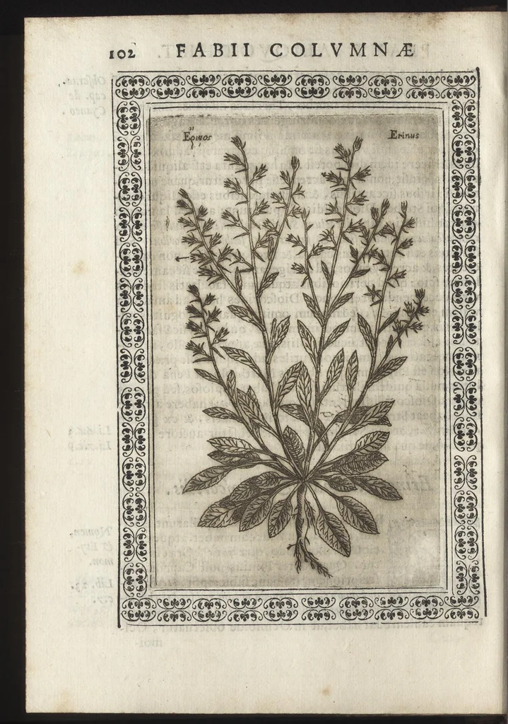 An illustration from Phytobasanos, sive plantarvm aliqvot historia : in qva describvntvr diversi generis plantæ veriores, ac magis facie, viribúsque respondentes antiquorum Theophrasti, Dioscoridis, Plinij, Galeni, aliorúmque delineationibus, ab alijs hucusque non animaduersæ, 1592, leaf 125