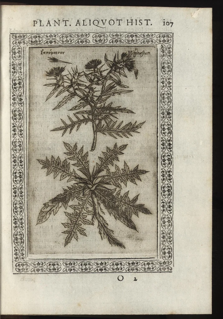 An illustration from Phytobasanos, sive plantarvm aliqvot historia : in qva describvntvr diversi generis plantæ veriores, ac magis facie, viribúsque respondentes antiquorum Theophrasti, Dioscoridis, Plinij, Galeni, aliorúmque delineationibus, ab alijs hucusque non animaduersæ, 1592, leaf 130