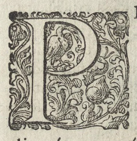 An illustration from Phytobasanos, sive plantarvm aliqvot historia : in qva describvntvr diversi generis plantæ veriores, ac magis facie, viribúsque respondentes antiquorum Theophrasti, Dioscoridis, Plinij, Galeni, aliorúmque delineationibus, ab alijs hucusque non animaduersæ, 1592, leaf 133