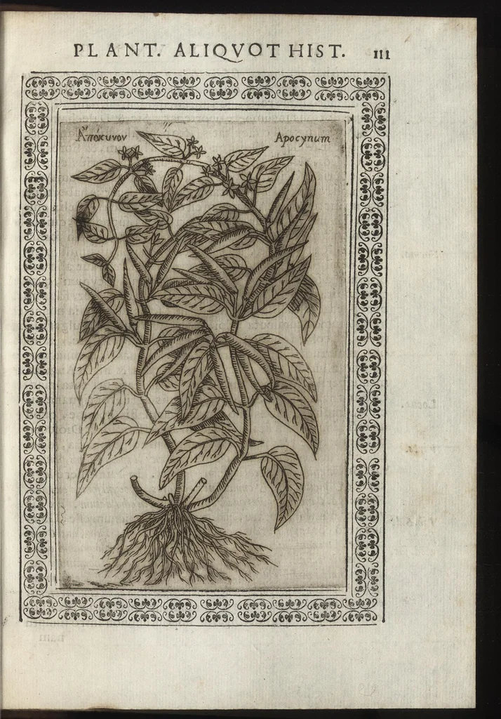 An illustration from Phytobasanos, sive plantarvm aliqvot historia : in qva describvntvr diversi generis plantæ veriores, ac magis facie, viribúsque respondentes antiquorum Theophrasti, Dioscoridis, Plinij, Galeni, aliorúmque delineationibus, ab alijs hucusque non animaduersæ, 1592, leaf 134