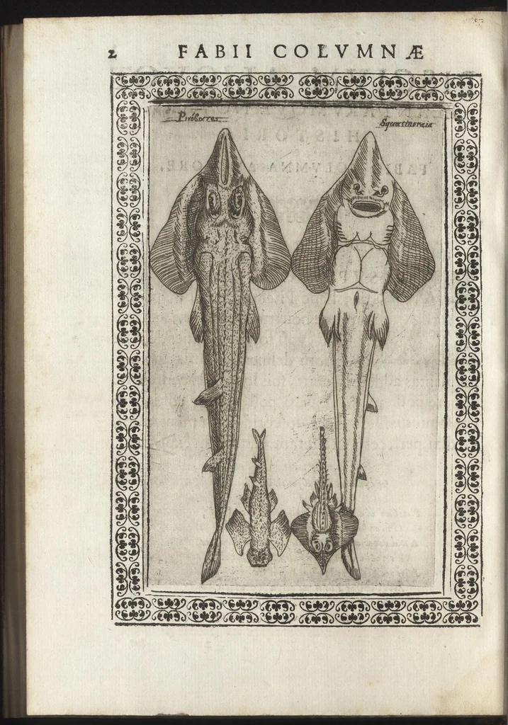 An illustration from Phytobasanos, sive plantarvm aliqvot historia : in qva describvntvr diversi generis plantæ veriores, ac magis facie, viribúsque respondentes antiquorum Theophrasti, Dioscoridis, Plinij, Galeni, aliorúmque delineationibus, ab alijs hucusque non animaduersæ, 1592, leaf 145