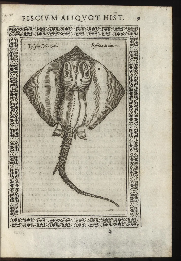 An illustration from Phytobasanos, sive plantarvm aliqvot historia : in qva describvntvr diversi generis plantæ veriores, ac magis facie, viribúsque respondentes antiquorum Theophrasti, Dioscoridis, Plinij, Galeni, aliorúmque delineationibus, ab alijs hucusque non animaduersæ, 1592, leaf 152