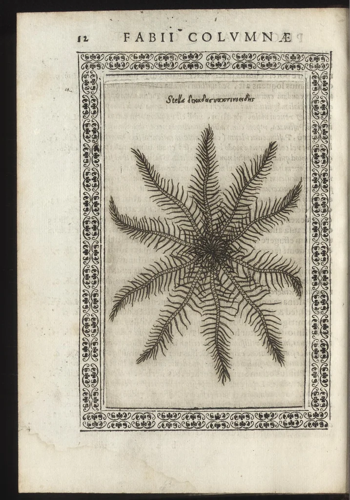 An illustration from Phytobasanos, sive plantarvm aliqvot historia : in qva describvntvr diversi generis plantæ veriores, ac magis facie, viribúsque respondentes antiquorum Theophrasti, Dioscoridis, Plinij, Galeni, aliorúmque delineationibus, ab alijs hucusque non animaduersæ, 1592, leaf 155