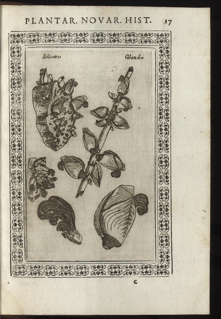 An illustration from Phytobasanos, sive plantarvm aliqvot historia : in qva describvntvr diversi generis plantæ veriores, ac magis facie, viribúsque respondentes antiquorum Theophrasti, Dioscoridis, Plinij, Galeni, aliorúmque delineationibus, ab alijs hucusque non animaduersæ, 1592, leaf 160