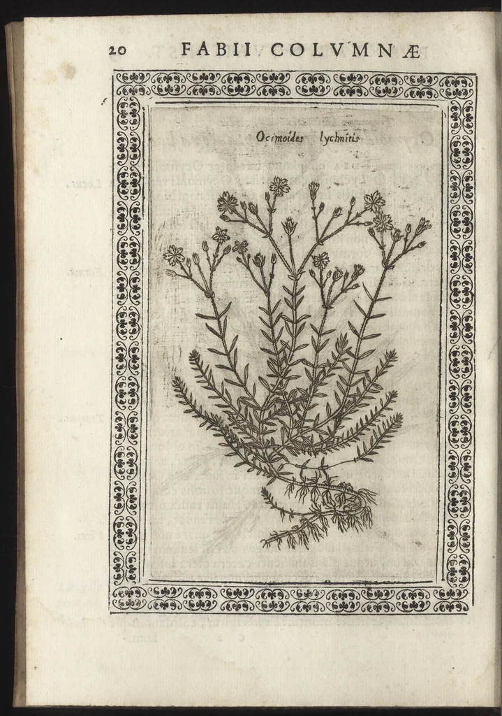 An illustration from Phytobasanos, sive plantarvm aliqvot historia : in qva describvntvr diversi generis plantæ veriores, ac magis facie, viribúsque respondentes antiquorum Theophrasti, Dioscoridis, Plinij, Galeni, aliorúmque delineationibus, ab alijs hucusque non animaduersæ, 1592, leaf 163