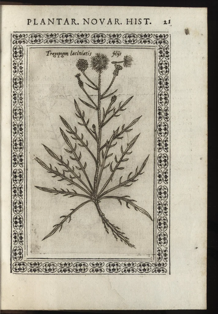 An illustration from Phytobasanos, sive plantarvm aliqvot historia : in qva describvntvr diversi generis plantæ veriores, ac magis facie, viribúsque respondentes antiquorum Theophrasti, Dioscoridis, Plinij, Galeni, aliorúmque delineationibus, ab alijs hucusque non animaduersæ, 1592, leaf 164