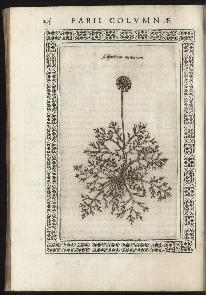 An illustration from Phytobasanos, sive plantarvm aliqvot historia : in qva describvntvr diversi generis plantæ veriores, ac magis facie, viribúsque respondentes antiquorum Theophrasti, Dioscoridis, Plinij, Galeni, aliorúmque delineationibus, ab alijs hucusque non animaduersæ, 1592, leaf 167