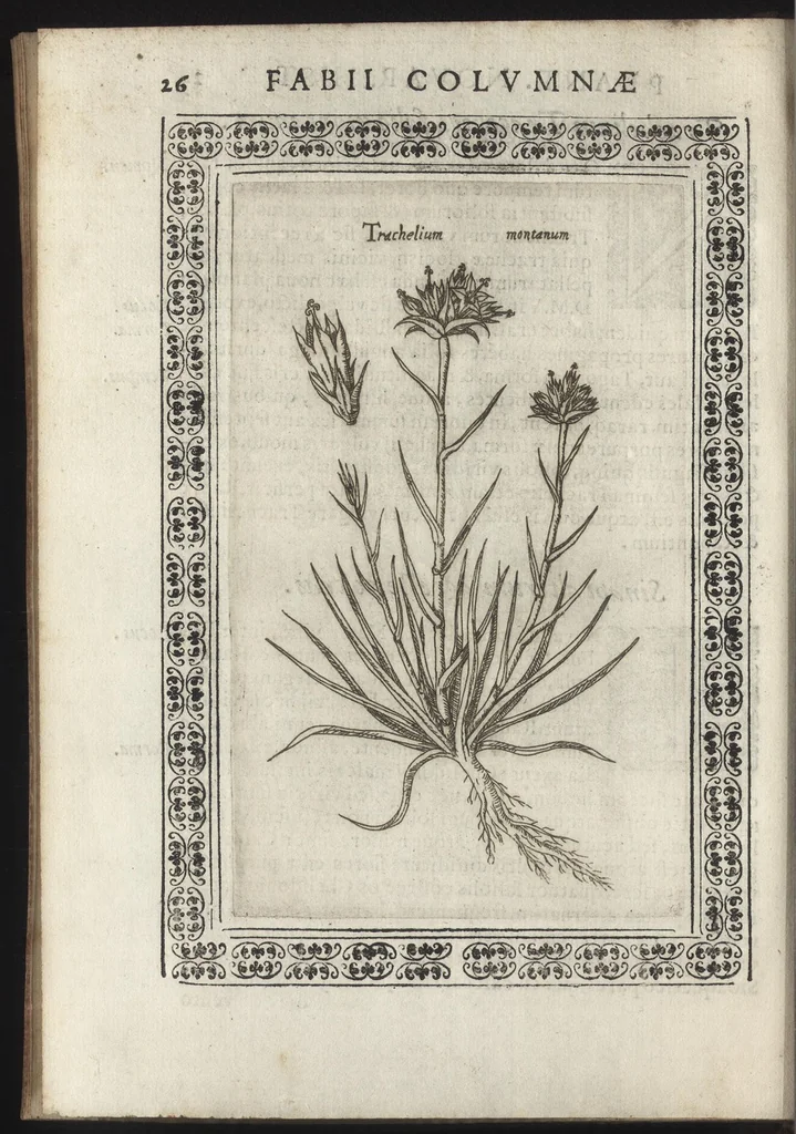An illustration from Phytobasanos, sive plantarvm aliqvot historia : in qva describvntvr diversi generis plantæ veriores, ac magis facie, viribúsque respondentes antiquorum Theophrasti, Dioscoridis, Plinij, Galeni, aliorúmque delineationibus, ab alijs hucusque non animaduersæ, 1592, leaf 169