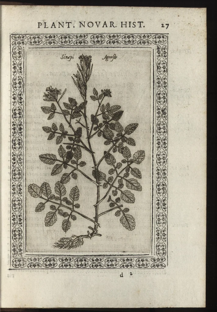 An illustration from Phytobasanos, sive plantarvm aliqvot historia : in qva describvntvr diversi generis plantæ veriores, ac magis facie, viribúsque respondentes antiquorum Theophrasti, Dioscoridis, Plinij, Galeni, aliorúmque delineationibus, ab alijs hucusque non animaduersæ, 1592, leaf 170