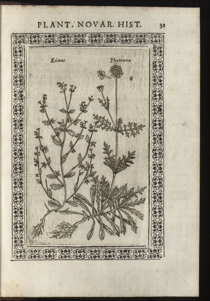 An illustration from Phytobasanos, sive plantarvm aliqvot historia : in qva describvntvr diversi generis plantæ veriores, ac magis facie, viribúsque respondentes antiquorum Theophrasti, Dioscoridis, Plinij, Galeni, aliorúmque delineationibus, ab alijs hucusque non animaduersæ, 1592, leaf 174