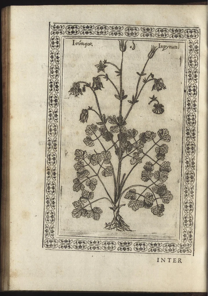 An illustration from Phytobasanos, sive plantarvm aliqvot historia : in qva describvntvr diversi generis plantæ veriores, ac magis facie, viribúsque respondentes antiquorum Theophrasti, Dioscoridis, Plinij, Galeni, aliorúmque delineationibus, ab alijs hucusque non animaduersæ, 1592, leaf 23