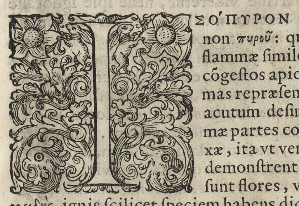 An illustration from Phytobasanos, sive plantarvm aliqvot historia : in qva describvntvr diversi generis plantæ veriores, ac magis facie, viribúsque respondentes antiquorum Theophrasti, Dioscoridis, Plinij, Galeni, aliorúmque delineationibus, ab alijs hucusque non animaduersæ, 1592, leaf 24