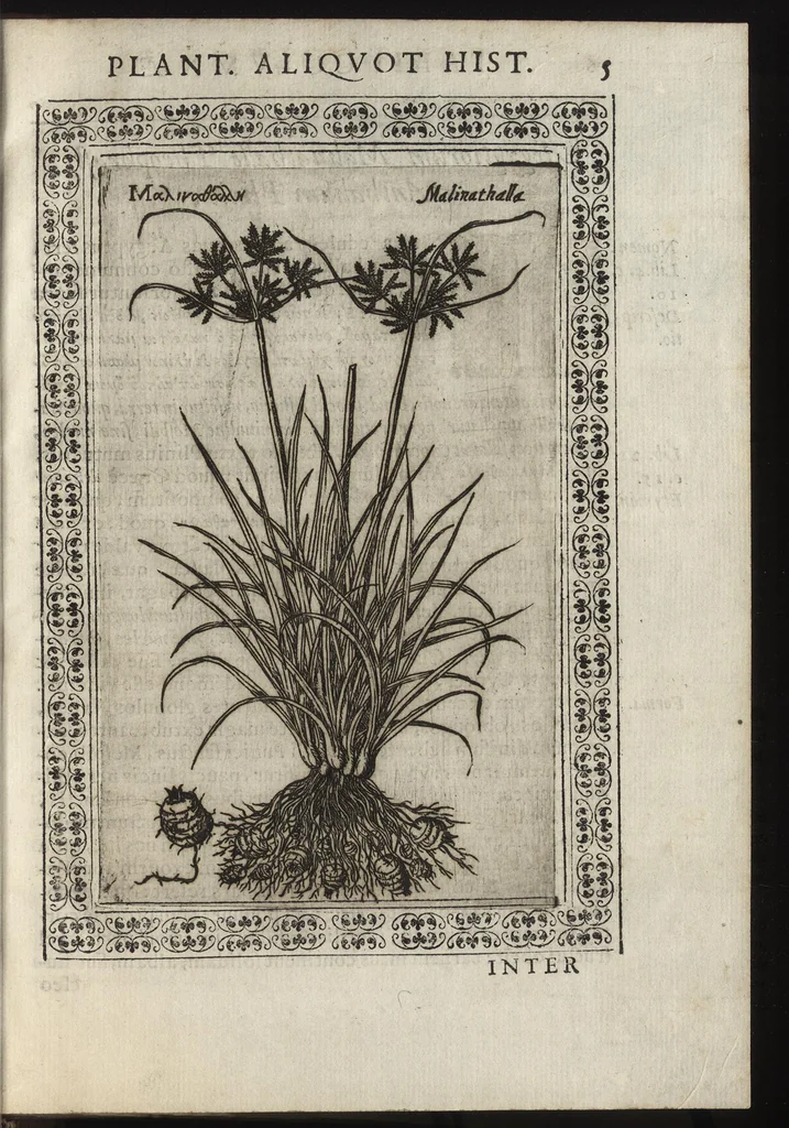 An illustration from Phytobasanos, sive plantarvm aliqvot historia : in qva describvntvr diversi generis plantæ veriores, ac magis facie, viribúsque respondentes antiquorum Theophrasti, Dioscoridis, Plinij, Galeni, aliorúmque delineationibus, ab alijs hucusque non animaduersæ, 1592, leaf 28