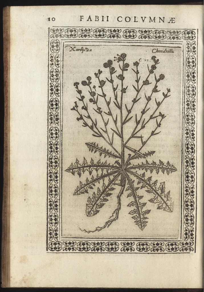 An illustration from Phytobasanos, sive plantarvm aliqvot historia : in qva describvntvr diversi generis plantæ veriores, ac magis facie, viribúsque respondentes antiquorum Theophrasti, Dioscoridis, Plinij, Galeni, aliorúmque delineationibus, ab alijs hucusque non animaduersæ, 1592, leaf 33