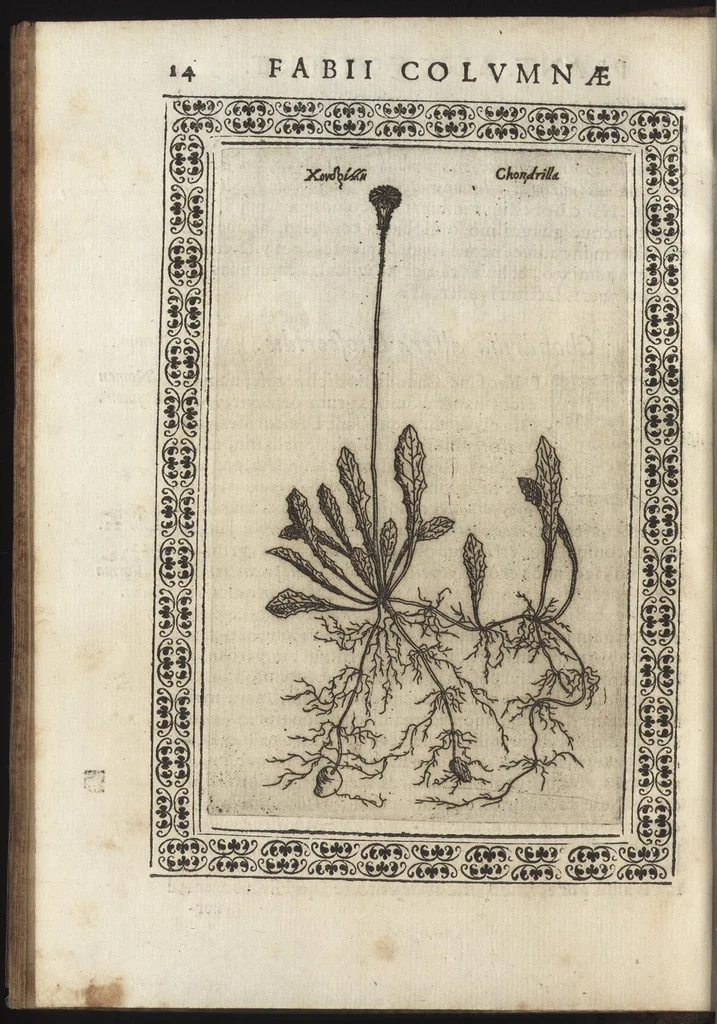 An illustration from Phytobasanos, sive plantarvm aliqvot historia : in qva describvntvr diversi generis plantæ veriores, ac magis facie, viribúsque respondentes antiquorum Theophrasti, Dioscoridis, Plinij, Galeni, aliorúmque delineationibus, ab alijs hucusque non animaduersæ, 1592, leaf 37