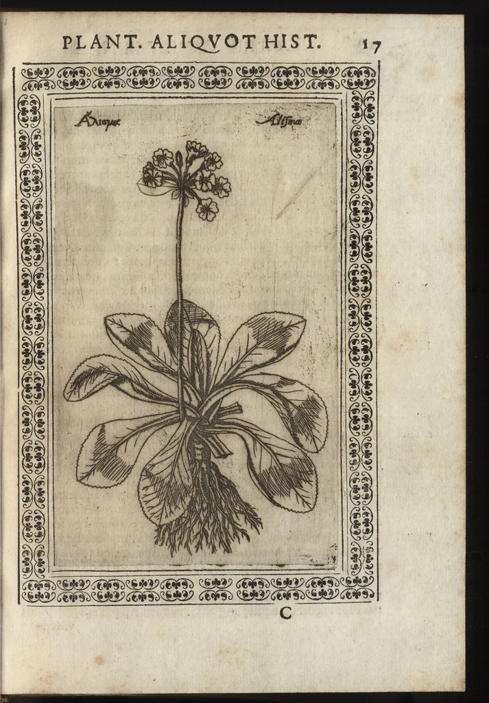 An illustration from Phytobasanos, sive plantarvm aliqvot historia : in qva describvntvr diversi generis plantæ veriores, ac magis facie, viribúsque respondentes antiquorum Theophrasti, Dioscoridis, Plinij, Galeni, aliorúmque delineationibus, ab alijs hucusque non animaduersæ, 1592, leaf 40