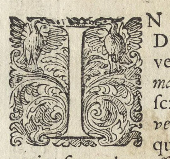 An illustration from Phytobasanos, sive plantarvm aliqvot historia : in qva describvntvr diversi generis plantæ veriores, ac magis facie, viribúsque respondentes antiquorum Theophrasti, Dioscoridis, Plinij, Galeni, aliorúmque delineationibus, ab alijs hucusque non animaduersæ, 1592, leaf 45