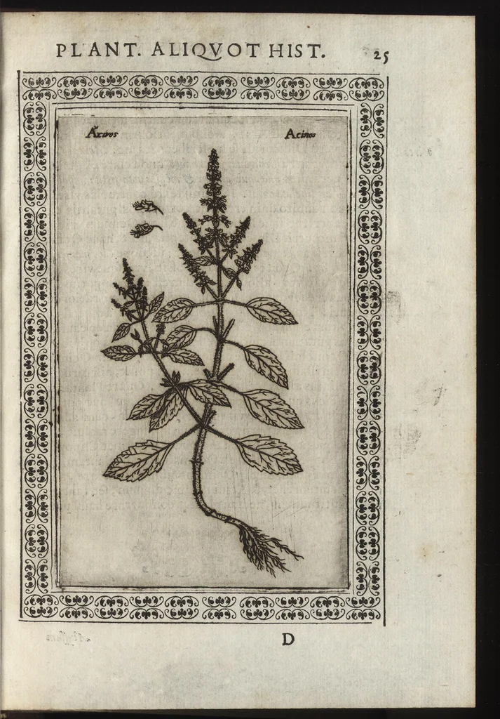 An illustration from Phytobasanos, sive plantarvm aliqvot historia : in qva describvntvr diversi generis plantæ veriores, ac magis facie, viribúsque respondentes antiquorum Theophrasti, Dioscoridis, Plinij, Galeni, aliorúmque delineationibus, ab alijs hucusque non animaduersæ, 1592, leaf 48